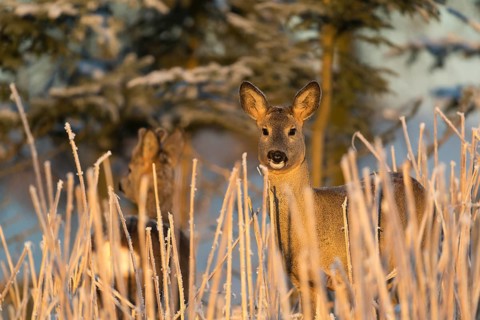 Roe deer standing in hoar frosted dead stinging nettle at minus 15 °C at sunrise. Licking off the