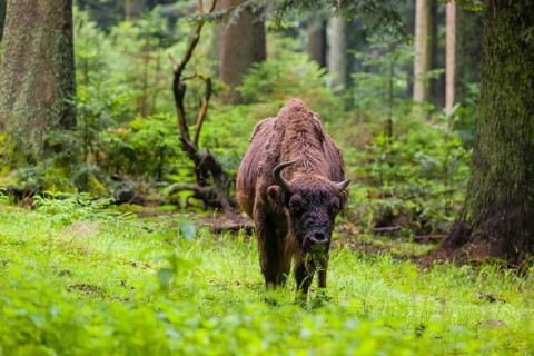 An adult female European bison (Bison bonasus) stands in a clearing in a dense forest