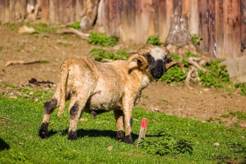 A male Valais Blacknose sheep (Avis Aries) stands on a green meadow on hilly ground