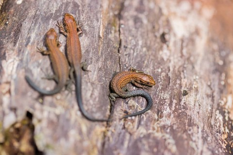 Baby viviparous lizards, or common lizard, (Zootoca vivipara, formerly Lacerta vivipara) sit on
