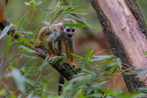 One baby Central American squirrel monkey, Saimiri oerstedii, climbing through bushes. Green