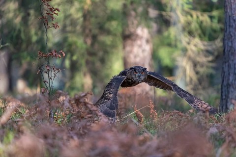 One Eurasian Eagle Owl, Bubo bubo, flying thru a forest with ferns on the ground