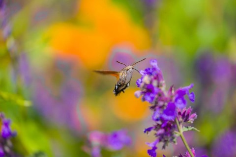 A hummingbird hawk-moth (Macroglossum stellatarum) hovering to drink from a blossom
