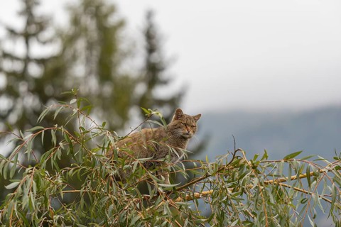 One European wildcat, Felis silvestris silvestris, sitting in a green weeping willow tree. Green