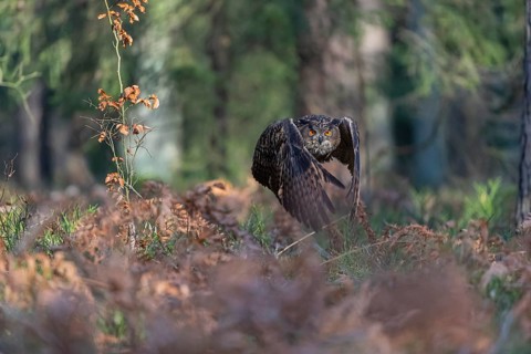 One Eurasian Eagle Owl, Bubo bubo, flying thru a forest with ferns on the ground