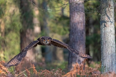 One Eurasian Eagle Owl, Bubo bubo, flying thru a forest with ferns on the ground