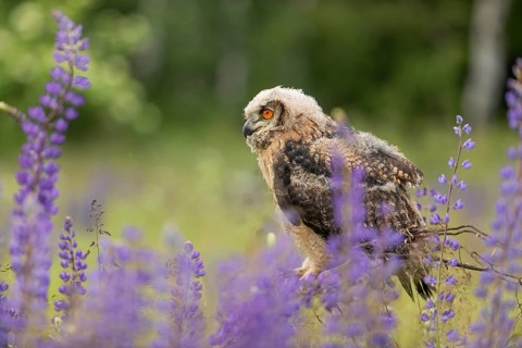 One young Eurasian Eagle Owl, Bubo bubo, sitting on a twig between lupines growing on a meadow