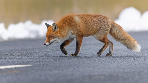 Red fox (Vulpes vulpes), hunting, winter fur, fallen game, looking for food on the road, winter