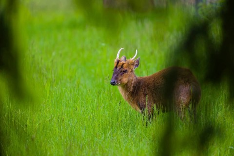 One male Reeves's muntjac (Muntiacus reevesi) stands on a green meadow