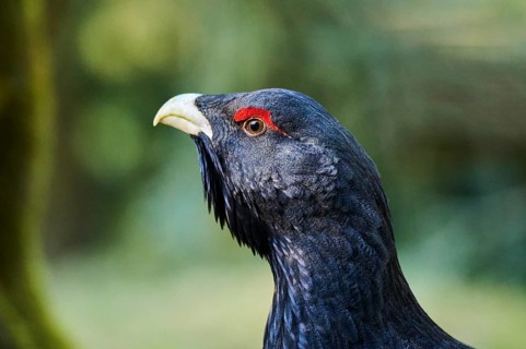 Western capercaillie (Tetrao urogallus) male (cock) portrait, Bavaria, Germany, Europe