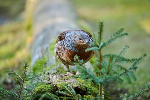 Western capercaillie (Tetrao urogallus) female (hen) standing on the ground at the edge of a foest,