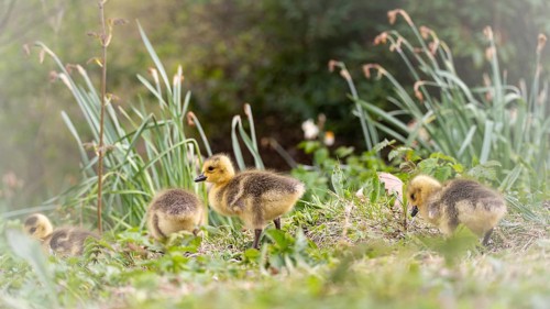 Canada goose chicks (Branta canadensis) four running through grass and reeds, in the background