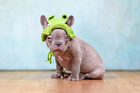 French Bulldog dog puppy with funny face and knitted frog costume hat