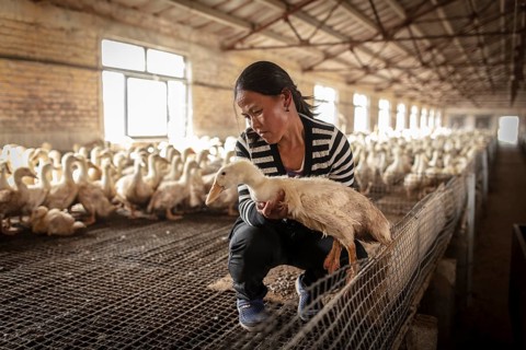 Labourer Ma Jian Hui, the workers live in the respective buildings where the ducks are kept, a