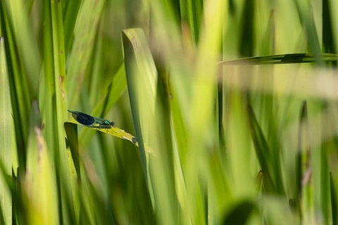 Banded demoiselle damselfly (Calopteryx splendens) adult male insect on a reed plant leaf in the