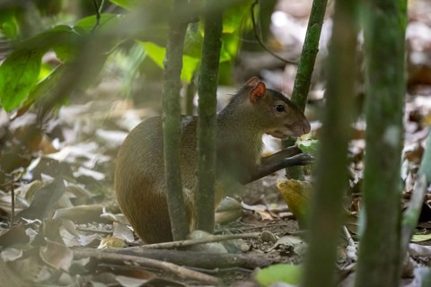 Central American agouti (Dasyprocta punctata) in the rainforest, Corcovado National Park, Osa,