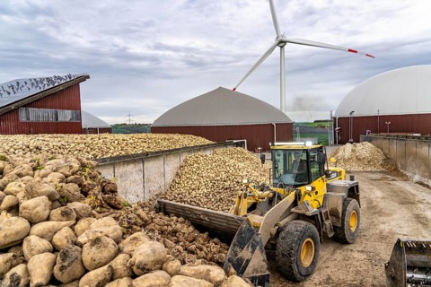 Biogas plant produces gas from various biomass, here the sugar beet storage, the electricity is