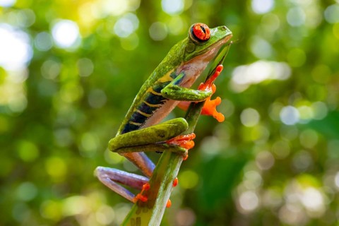 Red-eyed tree frog (Agalychnis callidryas), sitting on a branch, Heredia province, Costa Rica,