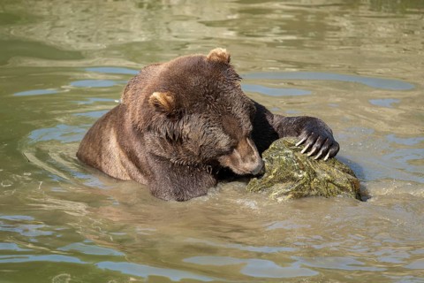 Brown bear (Ursus arctos) sitting in the water and playing with a large stone, Germany, Europe