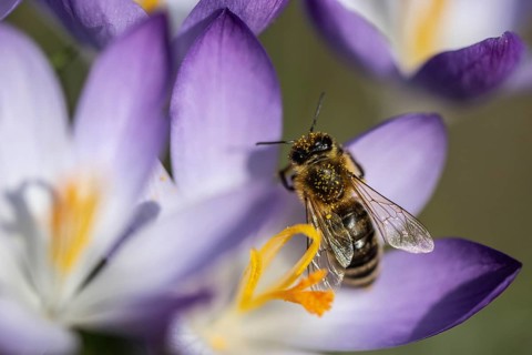 Elfin crocus (Crocus tommasinianus) with honey bee (Apis mellifera), Emsland, Lower Saxony,