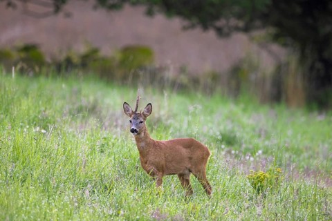 European roe deer (Capreolus capreolus) buck, male with deformed antlers showing distorted spike in
