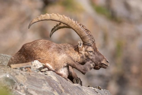 Ibex (Capra ibex) in the rocky mountains of the Italian Alps in the Gran Paradiso National Park.
