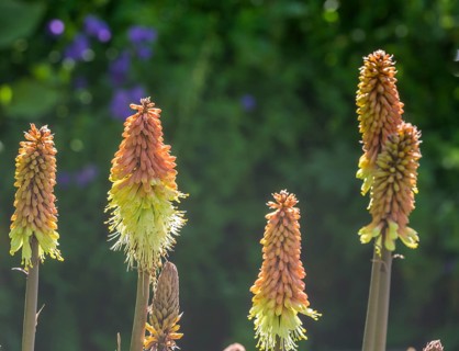 Torch lily or Asphodelaceae (Kniphophia caulescens), Botanical Garden Jardin du Lautaret,