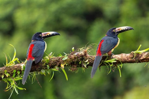 Collared Aracari (Pteroglossus torquatus), Toucans (Ramphastidae), Laguna del Lagarto Lodge,