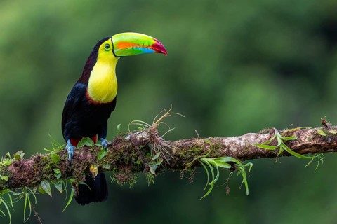 Fishing Toucan (Ramphastos sulfurantus), Toucans (Ramphastidae), Laguna del Lagarto Lodge,