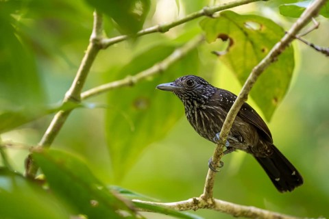Hooded Ant Shrike (Thamnophilus bridgesi) sitting on a branch, Corcovado National Park, Osa,