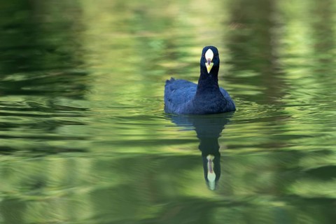 Yellow-billed coot (Fulica armillata) with reflection on a lake in Buenos Aires, Argentina, South