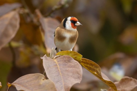European goldfinch (Carduelis carduelis) adult bird on a garden Magnolia tree with autumn colour