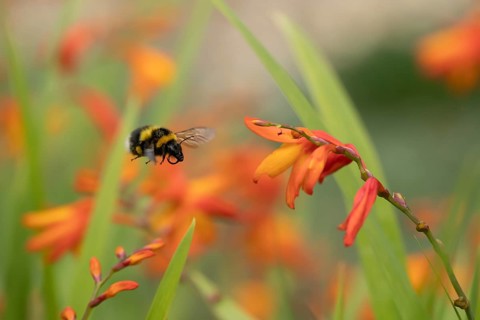 Buff tailed bumblebee (Bombus terrestris) adult bee flying toward a Crocosmia flower in an urban