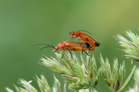 Common red soldier beetle (Rhagonycha fulva) two adult insects mating on a grass flower in summer,