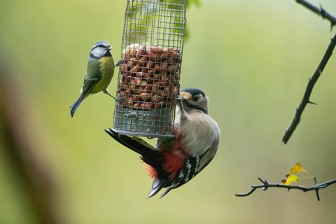 Great spotted woodpecker (Dendrocopos major) and Blue tit (Cyanistes caeruleus) adult birds on a