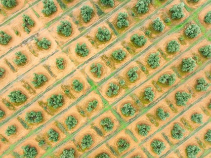 Cultivated olive trees (Olea europaea). Aerial view. Drone shot. Jaén province, Andalusia, Spain,