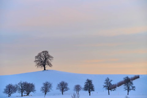 Winter landscape with snow-covered hills and trees under a pastel-coloured sunset, Menzingen, Zug,