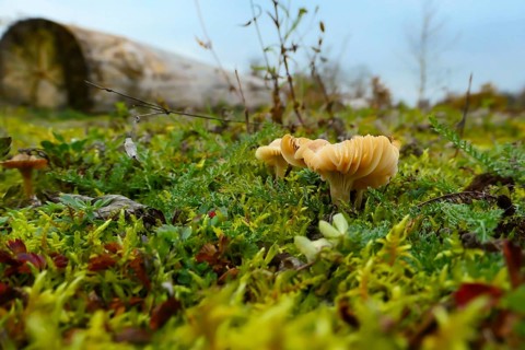 Close-up of a mushroom with lamellae on the cap on a moss-covered former car park near Augsburg,