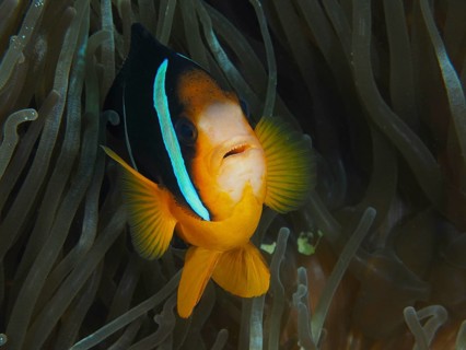 Close-up of a clownfish, Clark's anemonefish (Amphiprion clarkii), in a sea anemone, dive site