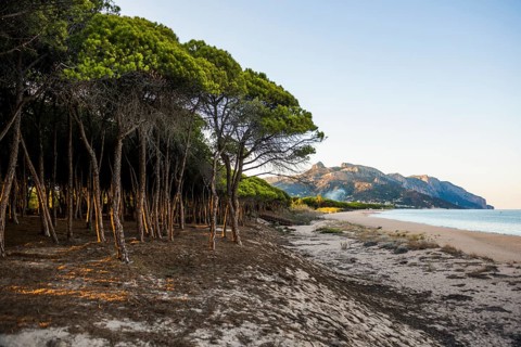 Lonely sandy beach and pine forest, Spiaggia di Isula Manna, sunset, Santa Maria Navarrese, Gulf of