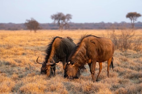 Blue wildebeest (Connochaetes taurinus), two wildebeest grazing in the evening light, Khama Rhino