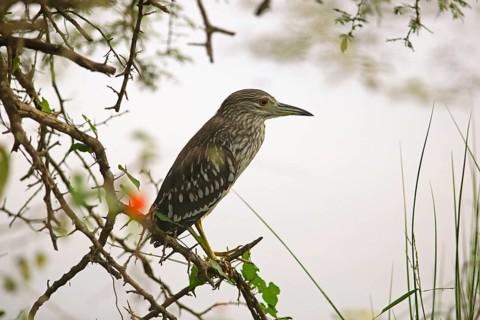 Chinese bittern (Lxobrychus sinensis) on a branch in Yala Natioal Park, Southern Province, Sri