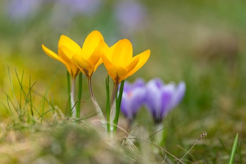 Flowering crocuses (Crocus) in the garden in springtime on a sunny day, Bavaria, Germany, Europe