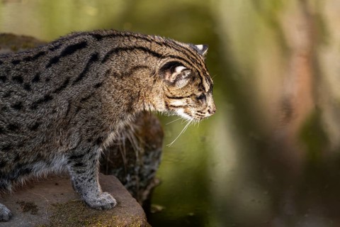 Fishing cat (Prionailurus viverrinus) at the shore of a lake on a sunny day, captive, Germany,