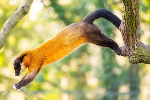 Yellow-throated marten (Martes flavigula) jumping on a tree in a forest, captive, Germany, Europe