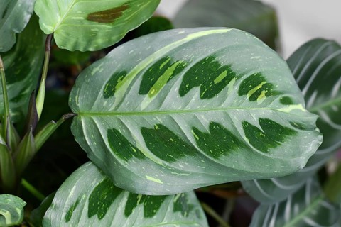 Oval leaf of exotic 'Maranta Leuconeura Kerchoveana Variagata' houseplant with white spots