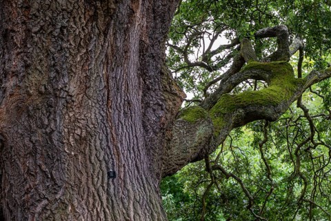 Old oak (Quercus) with mighty trunk and moss-covered branches, Royal Botanic Gardens (Kew Gardens),