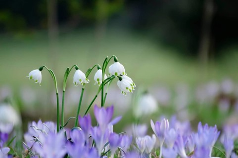 Beautiful spring snowflake (Leucojum vernum), early March, Germany, Europe
