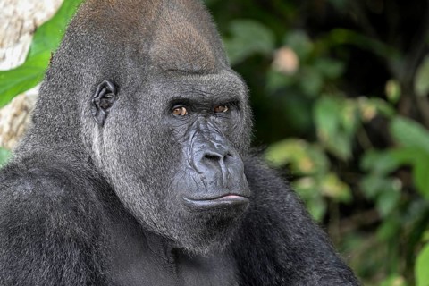 Western lowland gorilla (Gorilla gorilla gorilla), portrait, Réserve Lésio-Louna nature reserve,