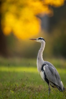 Grey heron (Ardea cinerea), animal portrait, autumn, Rosensteinpark, Stuttgart, Baden-Württemberg,